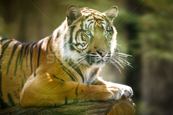 Stock photo: Closeup of a Siberian tiger also know as Amur tiger