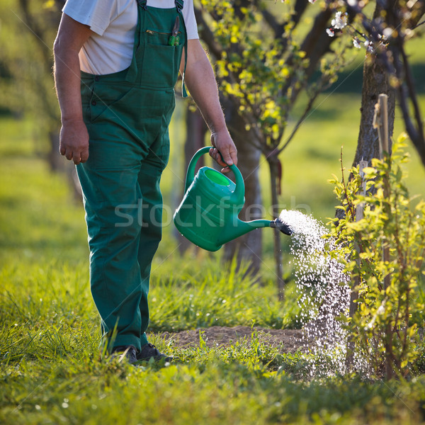 portrait of a senior man gardening in his garden  Stock photo © lightpoet