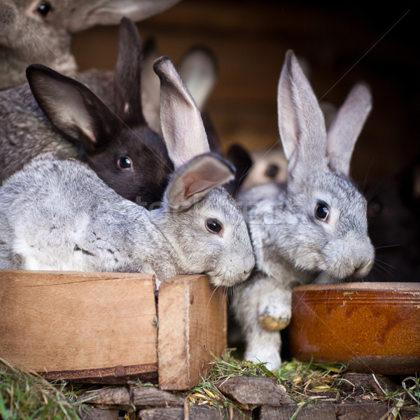 Young rabbits popping out of a hutch  Stock photo © lightpoet