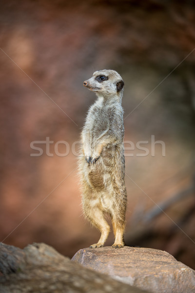 Wachsam stehen Wache Augen Haar Mutter Stock foto © lightpoet