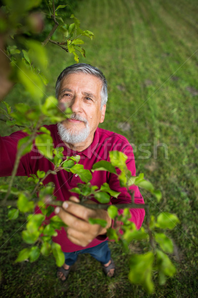 Portrait of a senior man gardening in his garden  Stock photo © lightpoet