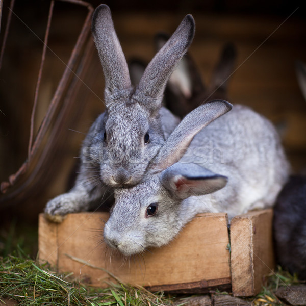 Young rabbits popping out of a hutch  Stock photo © lightpoet