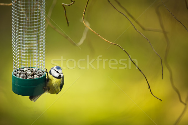 Tiny Blue tit on a feeder in a garden, hungry during winter Stock photo © lightpoet