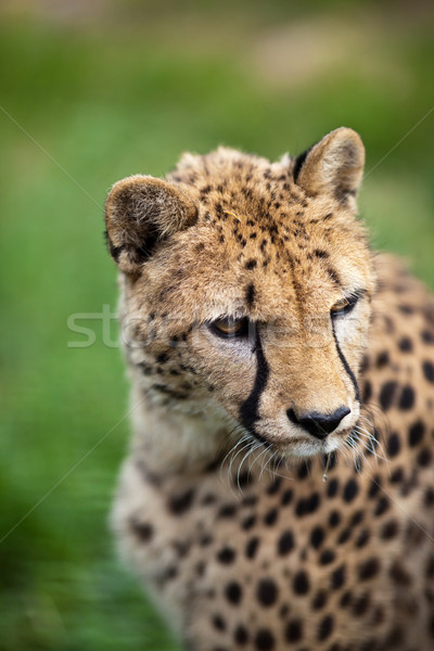 Cheetah gras ogen natuur portret zwarte Stockfoto © lightpoet
