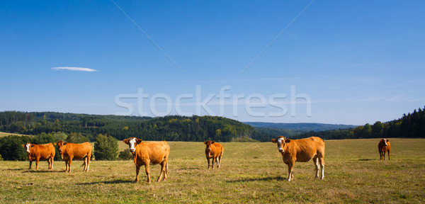 Сток-фото: коров · зеленый · пастбище · трава · пейзаж · горные