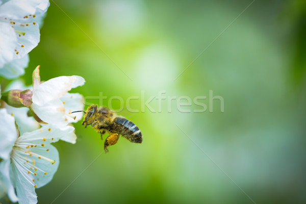 Honey bee in flight approaching blossoming cherry tree Stock photo © lightpoet