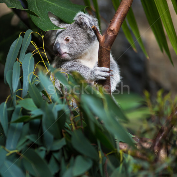 Koala drzewo Bush zielone charakter ponosi Zdjęcia stock © lightpoet