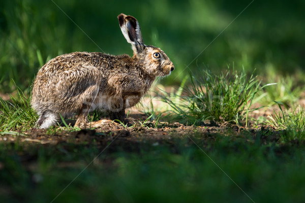 Brązowy zając zielone gospodarstwa bunny prędkości Zdjęcia stock © lightpoet