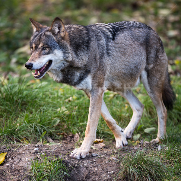 Gray/Eurasian wolf (Canis lupus) Stock photo © lightpoet