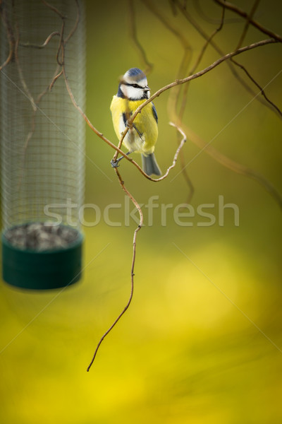 Tiny Blue tit on a feeder in a garden, hungry during winter Stock photo © lightpoet