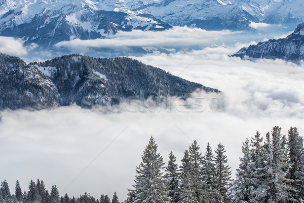 Splendid winter alpine scenery with high mountains and trees  Stock photo © lightpoet