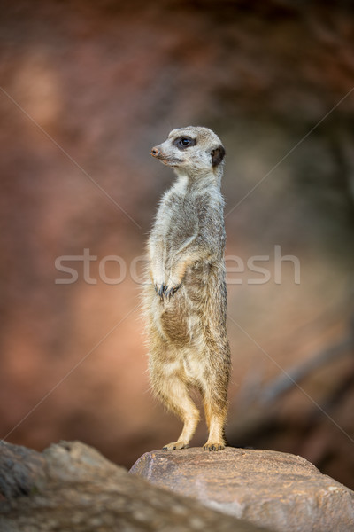Watchful meerkat standing guard Stock photo © lightpoet