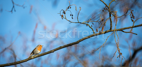 The European robin (Erithacus rubecula)  Stock photo © lightpoet