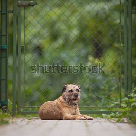 Stock photo: Border Terrier 