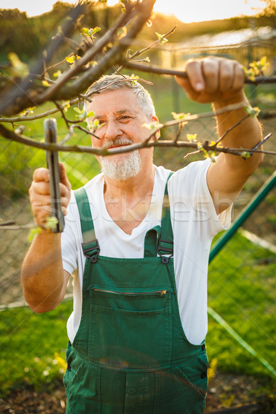 Portret frumos senior om grădinărit grădină Imagine de stoc © lightpoet