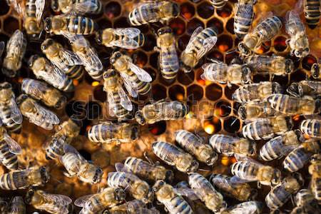 Macro tiro abelhas favo de mel jardim quadro Foto stock © lightpoet