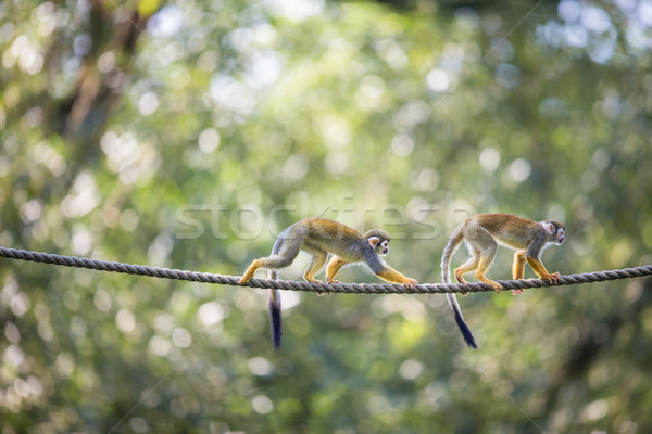 Eichhörnchen Affe seicht Wald Augen Stock foto © lightpoet