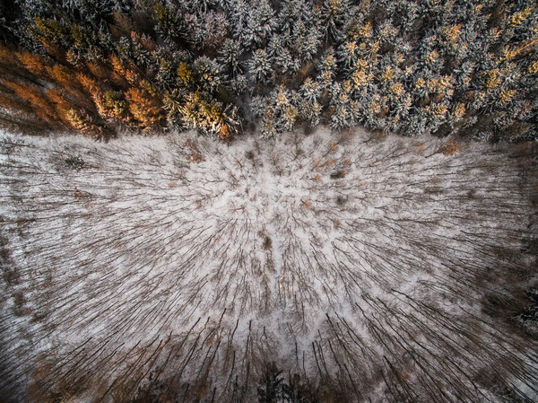 Stockfoto: Luchtfoto · winter · bos · bomen · gedekt · sneeuw