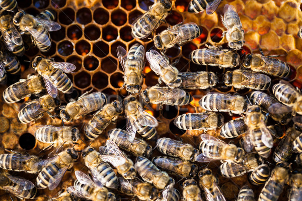 Macro shot of bees swarming on a honeycomb Stock photo © lightpoet