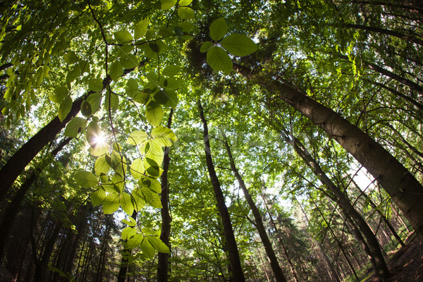 Frühling Wald verzerrt Bild erschossen Fisheye Stock foto © lightpoet