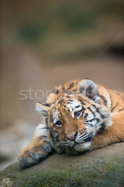 Cute tiger cub resting lazily Stock photo © lightpoet