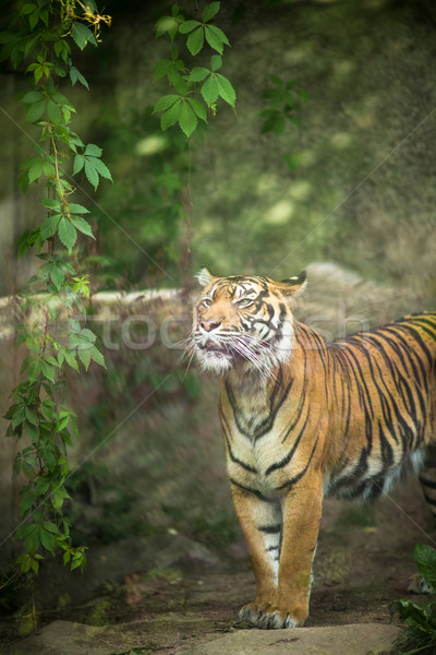 Closeup of a Siberian tiger also know as Amur tiger  Stock photo © lightpoet