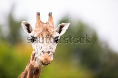 Girafa textura árvore grama engraçado parque Foto stock © lightpoet