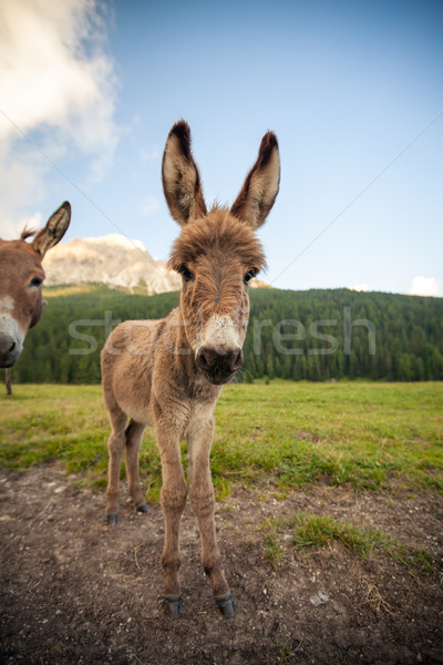 Two cute donkeys in Dolomites, Italy Stock photo © lightpoet