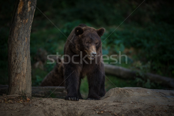 Orso bruno acqua bocca sunrise ritratto nero Foto d'archivio © lightpoet