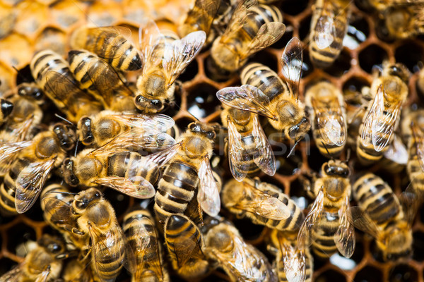 Foto stock: Macro · tiro · abelhas · favo · de · mel · jardim · quadro