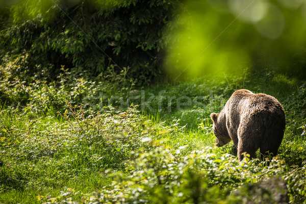 Stockfoto: Bruine · beer · boom · achtergrond · zonsopgang · beer · dier