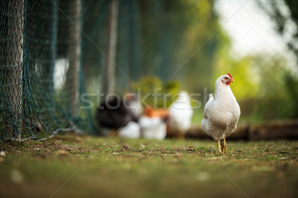Hen in a farmyard (Gallus gallus domesticus) Stock photo © lightpoet