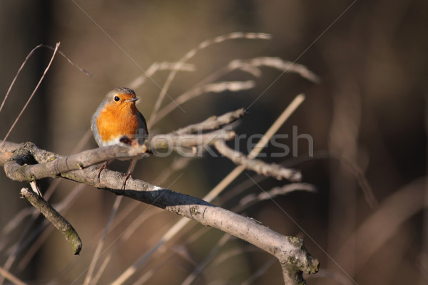 Stock photo: European Robin (Erithacus rubecula) perched on a branch