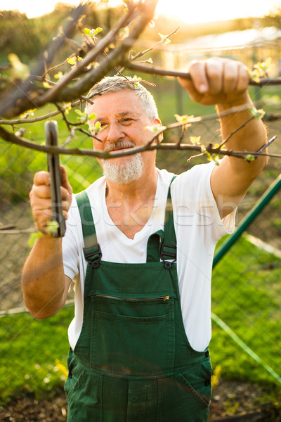 Portrait of a handsome senior man gardening in his garden Stock photo © lightpoet