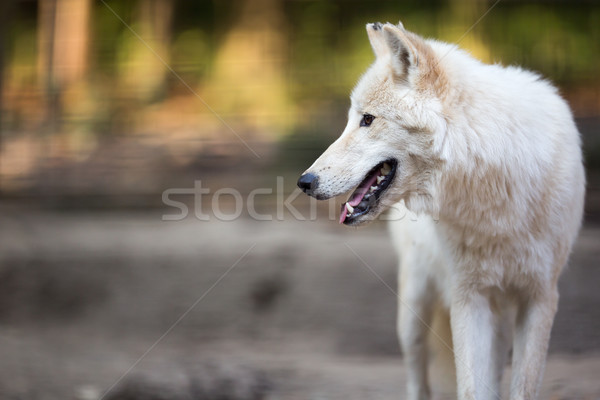 Arctic Wolf (Canis lupus arctos) aka Polar Wolf or White Wolf -  Stock photo © lightpoet