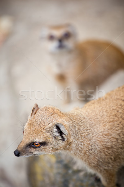 cute yellow mongoose  Stock photo © lightpoet