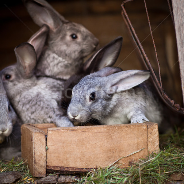 Foto stock: Jovem · coelhos · fora · europeu · rabino · primavera