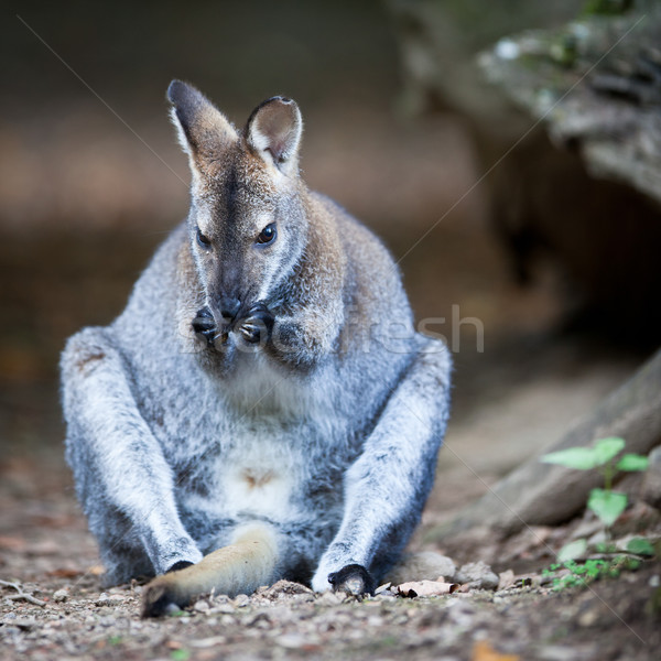 Känguru Natur Beine rot jungen weiß Stock foto © lightpoet