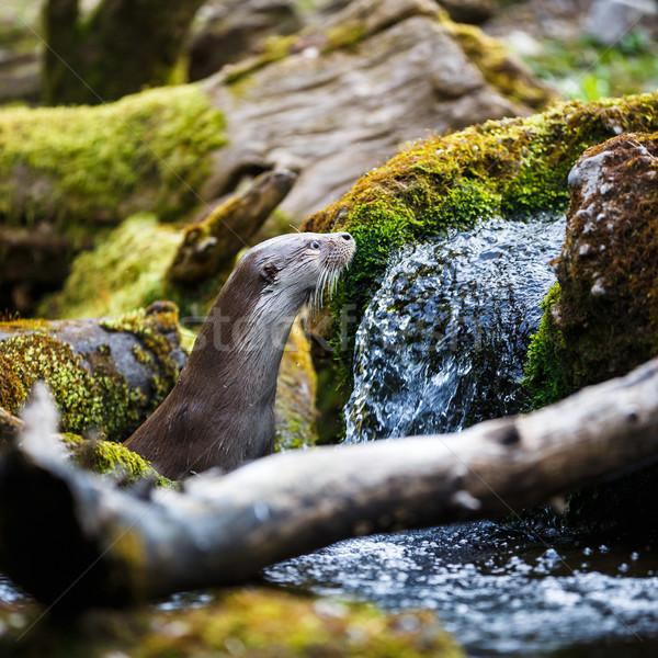 Foto stock: árvore · cara · rio · vida · cabeça · animal