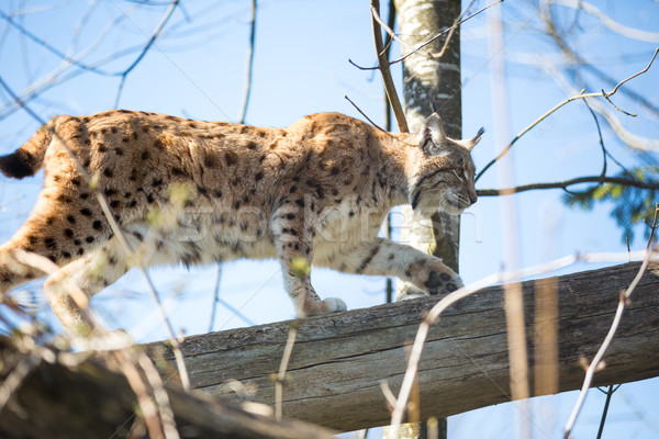 Eurasian Lynx (Lynx lynx) Stock photo © lightpoet