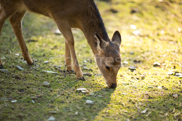 Sika deer (lat. Cervus nippon) Stock photo © lightpoet