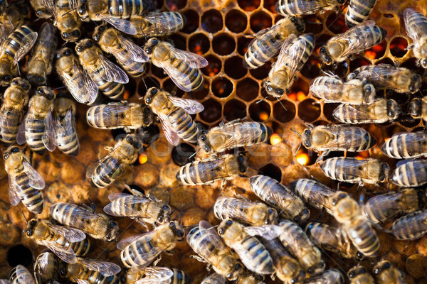 Makro erschossen Bienen Bienenwabe Garten Rahmen Stock foto © lightpoet