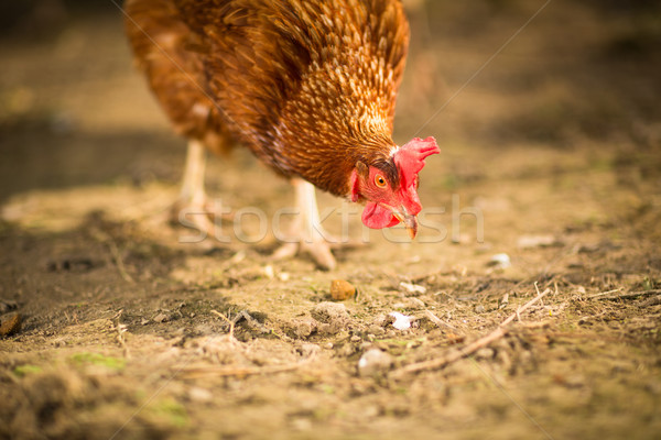 Hen in a farmyard Stock photo © lightpoet
