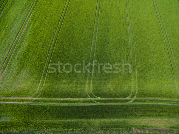 Foto d'archivio: Sopra · immagine · lussureggiante · verde