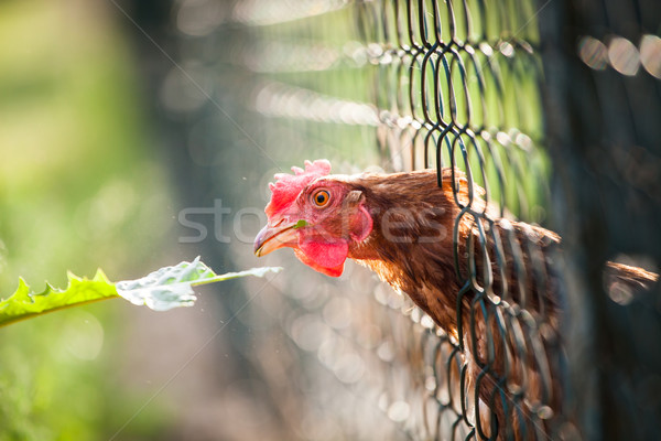 Stock fotó: Tyúk · ház · szem · természet · farm · piros