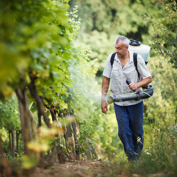 Vintner walking in his vineyard spraying chemicals on his vines Stock photo © lightpoet