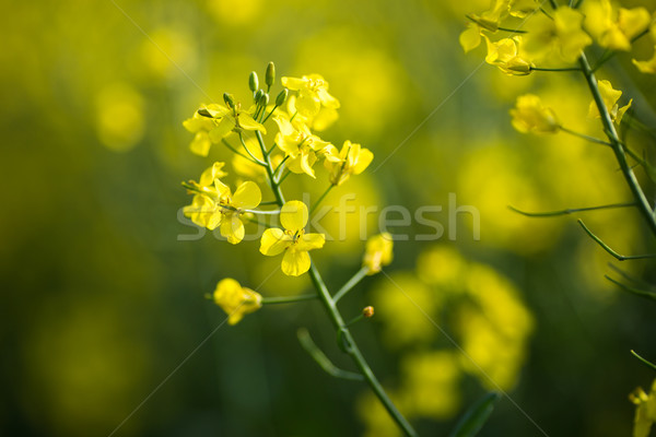 Colza (Brassica rapa) Stock photo © lightpoet