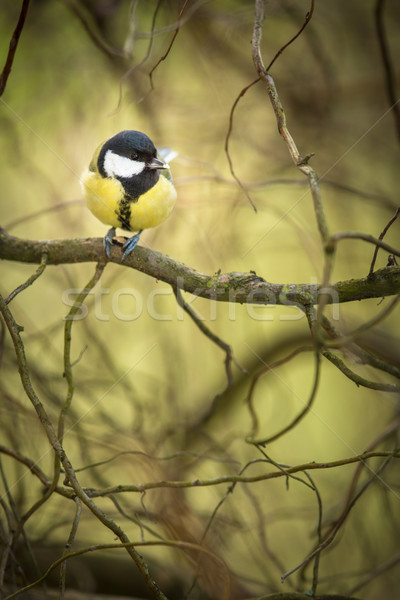 Tiny Blue tit on a feeder in a garden, hungry during winter Stock photo © lightpoet