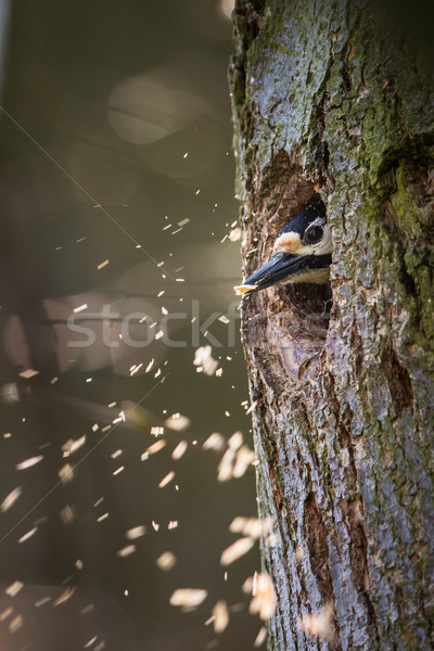 Great spotted woodpecker (Dendrocopos major) making rom Stock photo © lightpoet