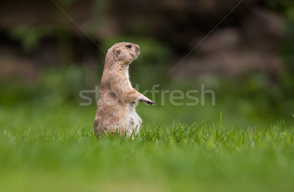 very cute black tailed prairie dog Stock photo © lightpoet